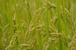 安優(yōu)華占水稻栽培技術(shù)要點，全生育期115.1天