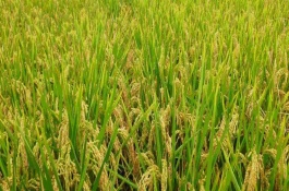 黃軟占水稻栽培技術(shù)要點，感溫型常規(guī)稻品種