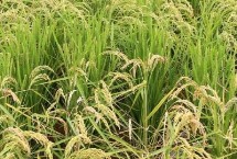 云粳48號水稻栽培技術(shù)要點(diǎn)，全生育期177.6天