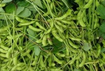 遼豆69大豆栽培技術(shù)要點(diǎn)，防治各種大豆害蟲