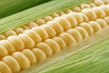 愛瑞特961玉米栽培技術(shù)要點(diǎn)，大喇叭口期防治玉米螟蟲