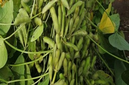 濮豆206大豆栽培技術(shù)要點(diǎn)，密度1.25萬株/畝左右