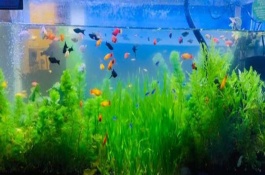 怎么給熱帶魚換水，需要給它適當(dāng)換水