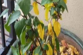 大白菜黃葉病的癥狀，遇旱時需及時澆水
