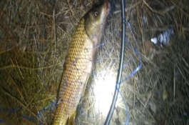 夏季夜釣鯉魚釣近還是釣遠，最好根據(jù)水域來選擇