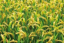 星香優(yōu)3號水稻栽培技術要點，全生育期134.0天