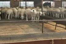 圈養(yǎng)羊飼料配方，可以在飼料中添加牧草和紅薯藤
