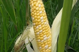 禾博士136玉米栽培技術(shù)要點(diǎn)，6月上中旬播種