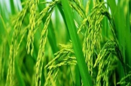 深兩優(yōu)1124水稻栽培技術(shù)要點(diǎn)，4月中下旬播種