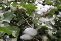 岡雜棉10號棉花栽培技術(shù)要點，二代棉鈴蟲一般不需防治