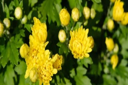 菊花的根是直根嗎，需要養(yǎng)在光線較好的環(huán)境中
