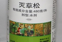 高粱地里苗后除草劑都有哪些，常見的有麥草畏、辛酰溴苯腈等
