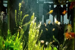 金魚咬其它魚怎么辦，可與與孔雀魚、燈魚、月光魚等混養(yǎng)