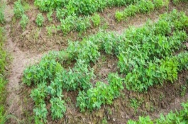花生葉面肥什么時(shí)候打，需輪作換茬、巧施肥料等