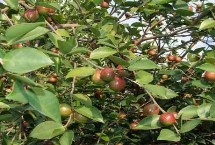 哪個(gè)油茶品種產(chǎn)量高，衍生品可應(yīng)用于多個(gè)領(lǐng)域