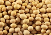 汾黑1號(hào)大豆栽培技術(shù)要點(diǎn)，適宜播期4月下旬至5月上旬