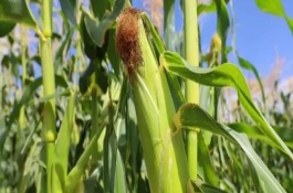皖墾玉506玉米栽培技術(shù)要點(diǎn)，普通夏玉米品種