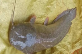 八須魚(yú)多久產(chǎn)卵一次，肉質(zhì)粗糙口感不佳是主要原因之一