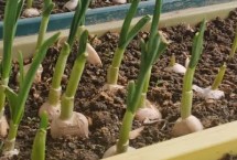 陽臺黃瓜只開花不結(jié)果是怎么回事，可種植白菜、胡蘿卜、大蒜等品種