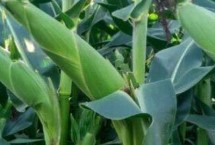 登海圣豐168玉米栽培技術(shù)要點，適宜密度為每畝5000株左右