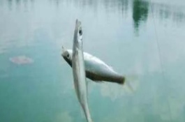 垂釣白條魚應(yīng)該釣浮還是釣底，屬于上層魚類一般可以釣浮