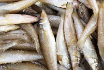 沙丁魚和青條魚的區(qū)別，科目和外形都不同