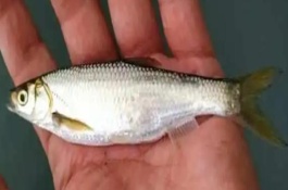 白條魚的作釣技巧，腥餌還是香餌效果都很不錯
