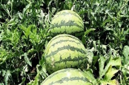 懶漢西瓜品種介紹，種植前需浸種