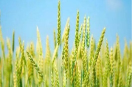 山農(nóng)25小麥栽培技術要點，每畝基本苗15萬左右