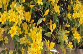 金鉤吻的花期在幾月，花期在9-10月份