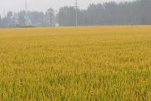 荃優(yōu)銀泰香占水稻栽培技術(shù)要點(diǎn)，全生育期早稻126.7天