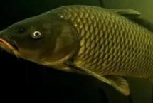 螺鯉123號(hào)哪種釣鯉魚效果好，是常用的商品餌料
