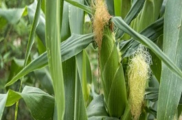 燕禾金2000玉米栽培技術(shù)要點，中抗矮花葉病