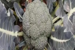 西蘭花的種植方法，不能水培