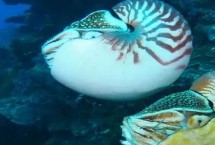 海螺如何生長出來，是頭足綱軟體動物不是海螺