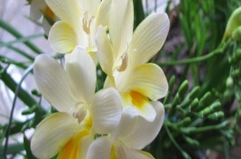 香雪蘭經(jīng)過多長時間才發(fā)芽，兩者是同一種植物