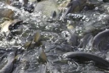 養(yǎng)草魚和什么魚混養(yǎng)，避免喂食發(fā)霉變質飼料