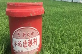 對水稻使用壯秧劑之后為什么不能施肥，通常在秧苗移栽后使用