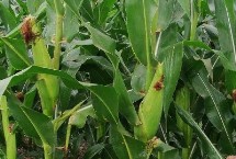 甘農(nóng)211玉米栽培技術(shù)要點(diǎn)，種植密度每畝5000株