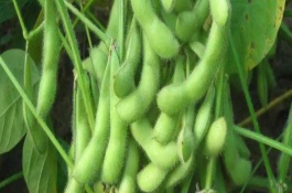 浙農(nóng)4號大豆栽培技術(shù)要點，該品種在上海春播