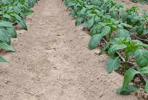 辣椒苗冬季如何防凍害，進(jìn)入花期之后要降低濕度、增加光照
