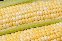 5G788玉米栽培技術(shù)要點，適宜在肥力中上等的地塊種植