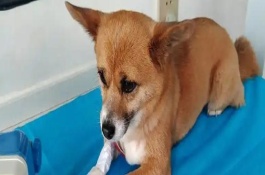 如何預(yù)防狗狗感冒，通常不會(huì)傳染給狗。