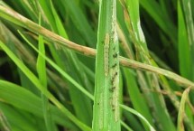 稻縱卷葉螟發(fā)生規(guī)律，7月上中旬至8月中旬進(jìn)行