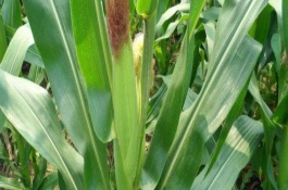 筑甜糯1號(hào)玉米栽培技術(shù)要點(diǎn)，畝種植密度3500株左右