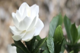 梔子花夏季的養(yǎng)殖方法，適合輕剪、剪除密枝可以提高通透性