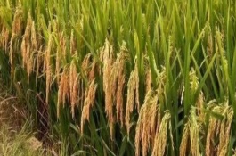 早秈18水稻栽培技術(shù)要點，比對照品種竹青遲熟1天