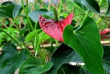 紅掌爛根的發(fā)生規(guī)律，先洗根再剪掉爛根