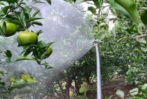 蘋果樹缺鈣的癥狀有哪些，分別在落花后、膨大期、采摘前追施