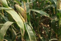 堯元1158玉米栽培技術(shù)要點，注意防治玉米螟等害蟲